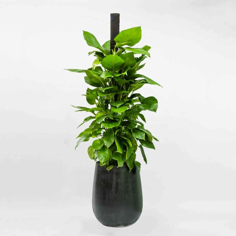 cay trau ba leo cot ctbc001a