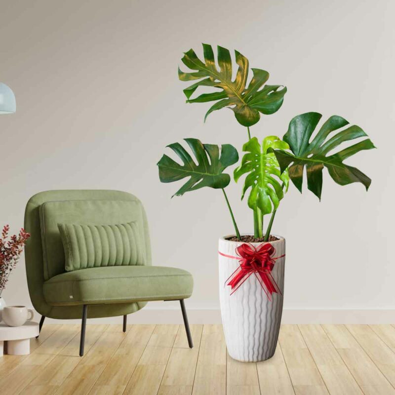 cay trau ba nam my monstera dep mons002 b