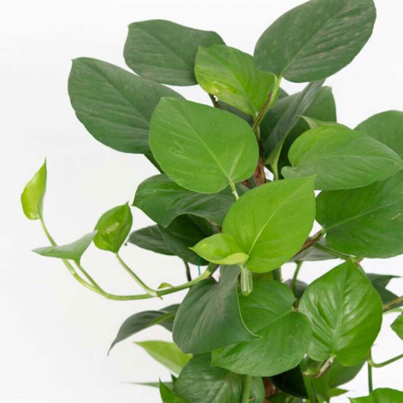 cay trau ba thuy sinh 1 1