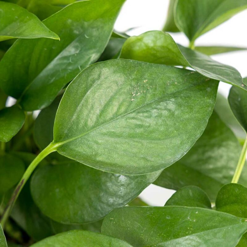 cay trau ba thuy sinh 2 1