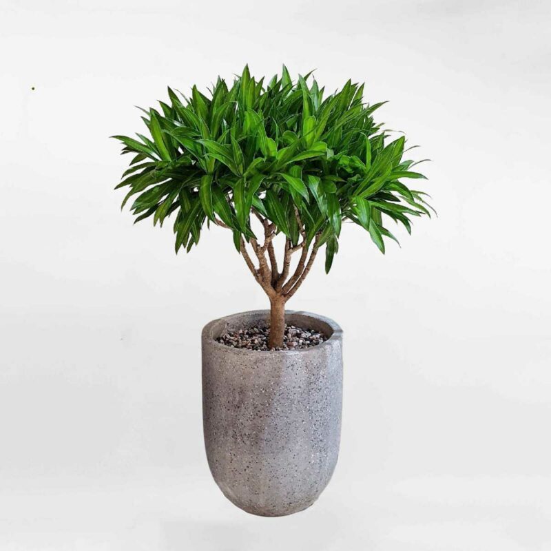 cay truc bach hop chau lu xi mang xam mowgarden