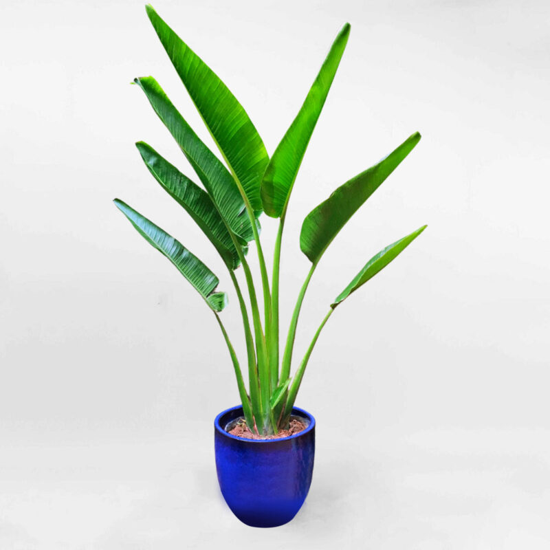 chuoirequatmowgarden