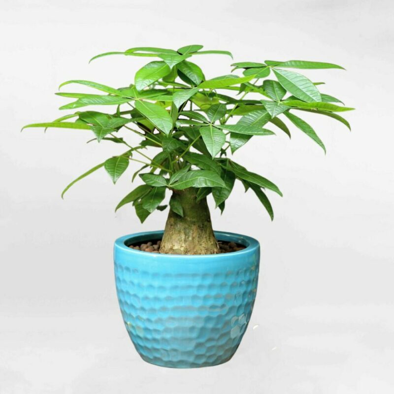 kimngan e1659604325290