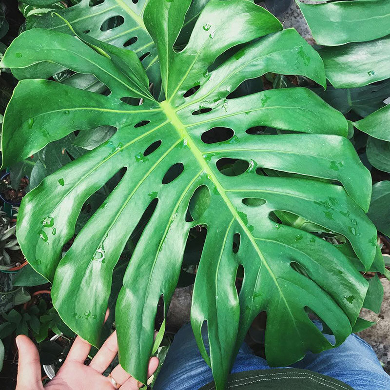 monstera deliciosa 1 1