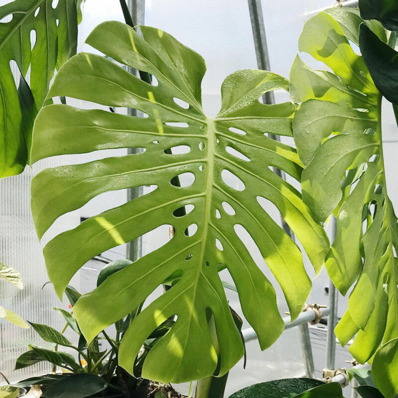 monstera deliciosa 5