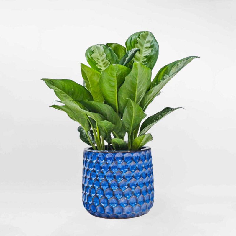 ngan hau chau su mowgarden