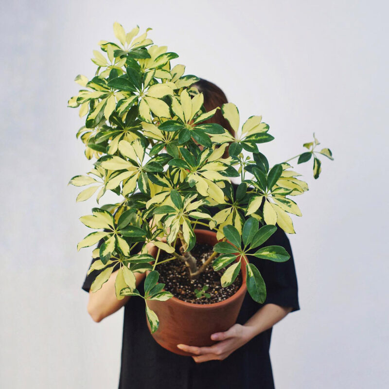 ngu gia bi cam thach mowgarden