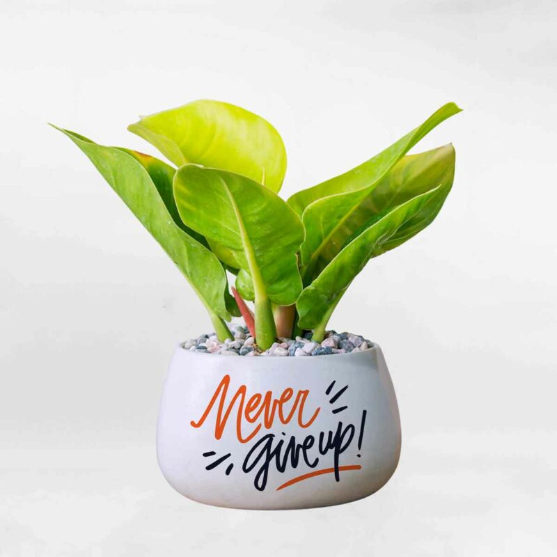 trau ba de vuong vang