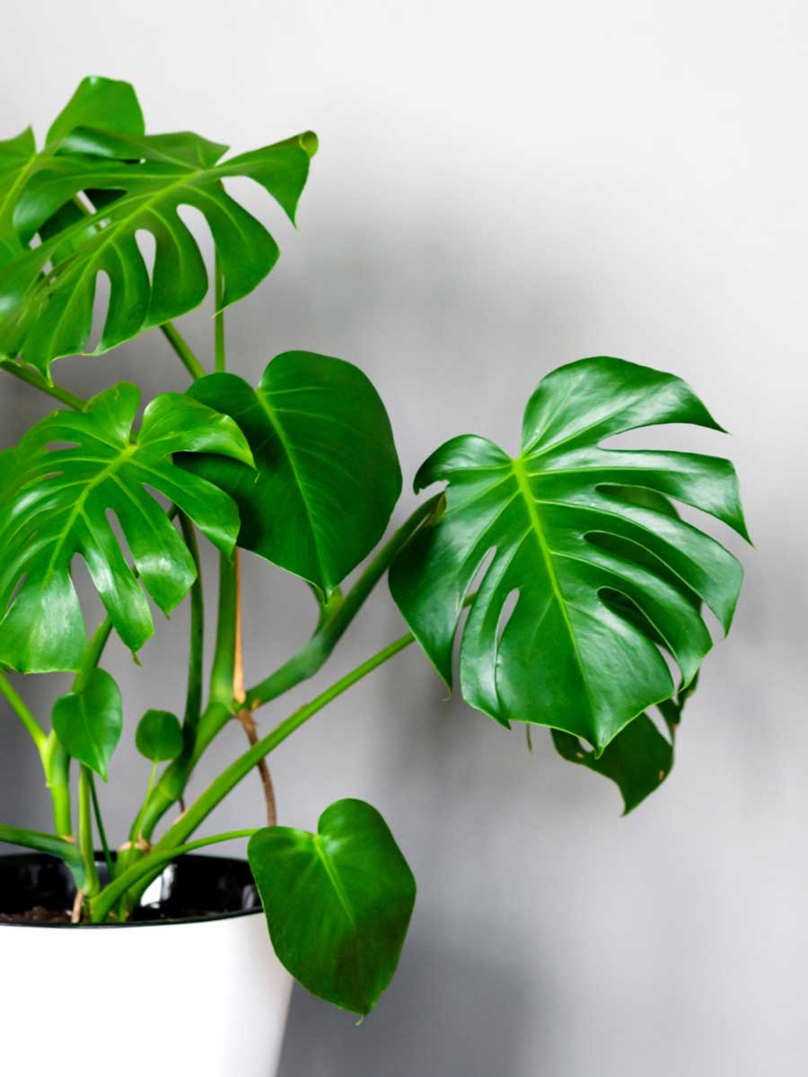 trau ba la xe cay non 1