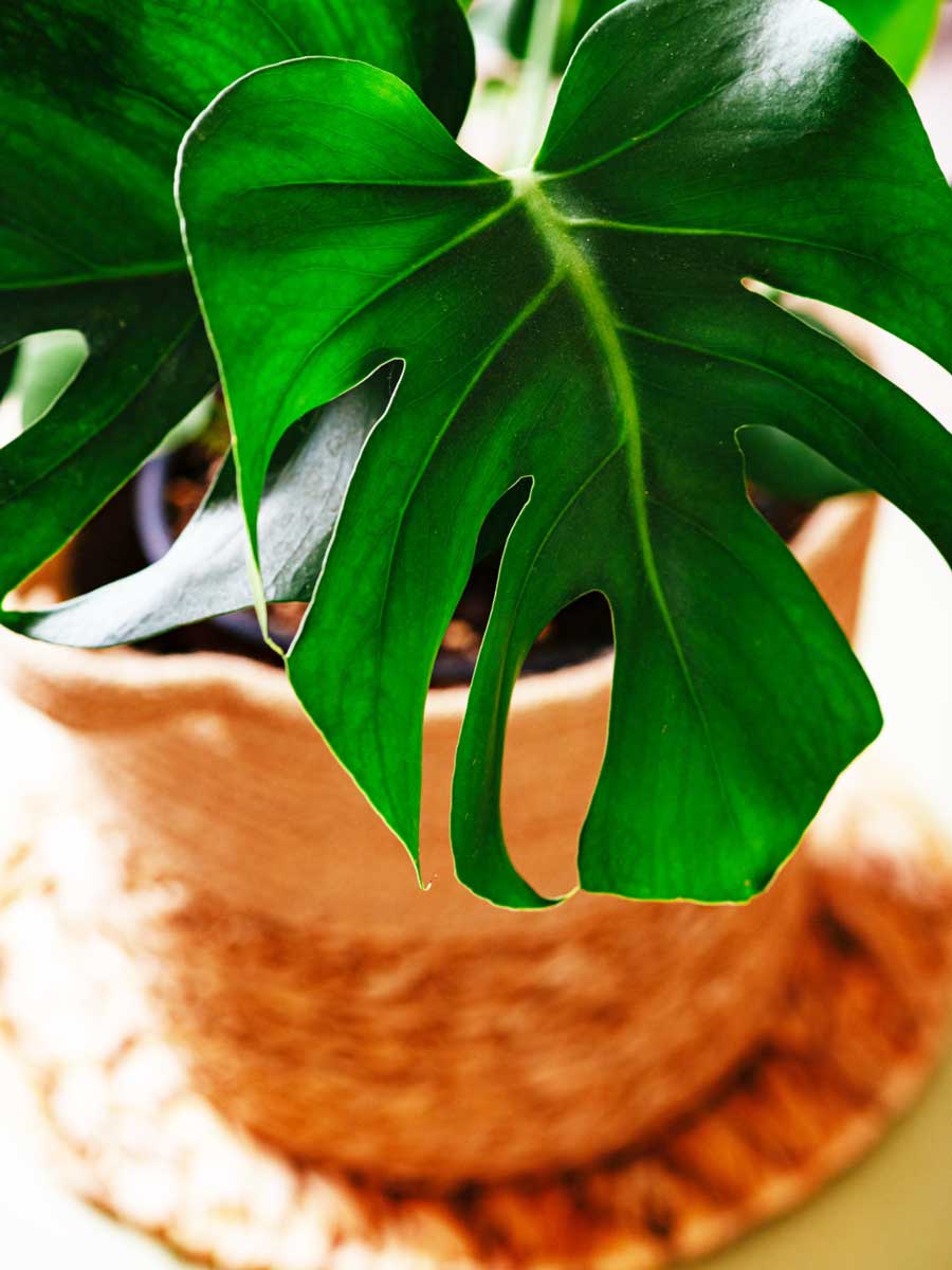 trau ba la xe cay non 2