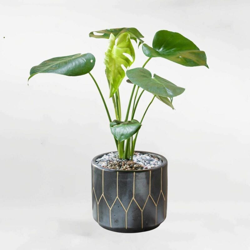 trau ba la xe monstera deliciosa chau gom den mowgarden