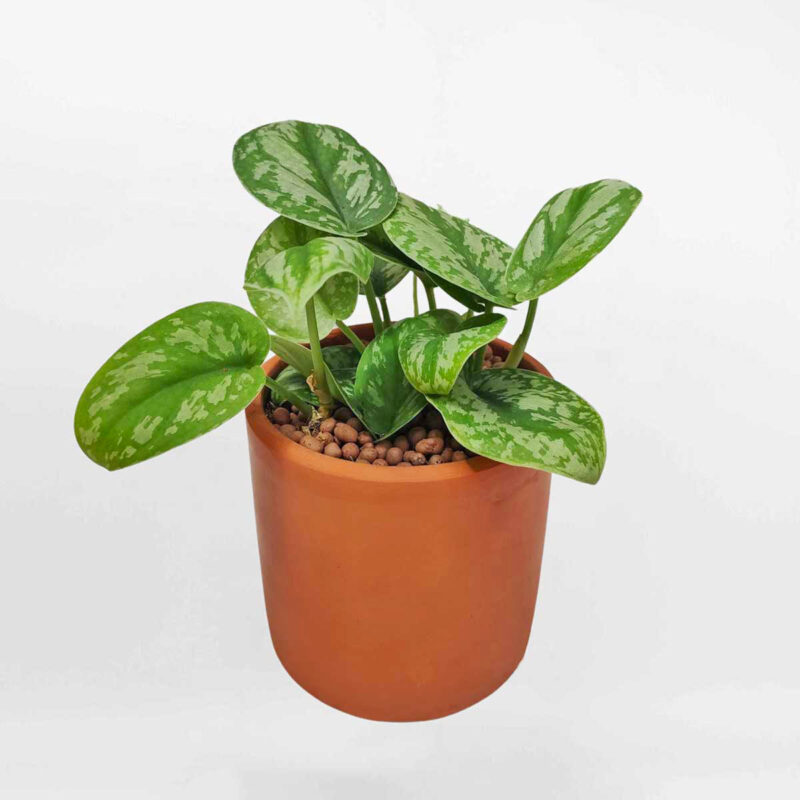 trau ba lua Scindapsus pictus Exotica mowgarden