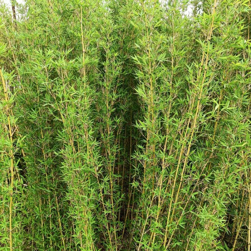 cây trúc quân tử