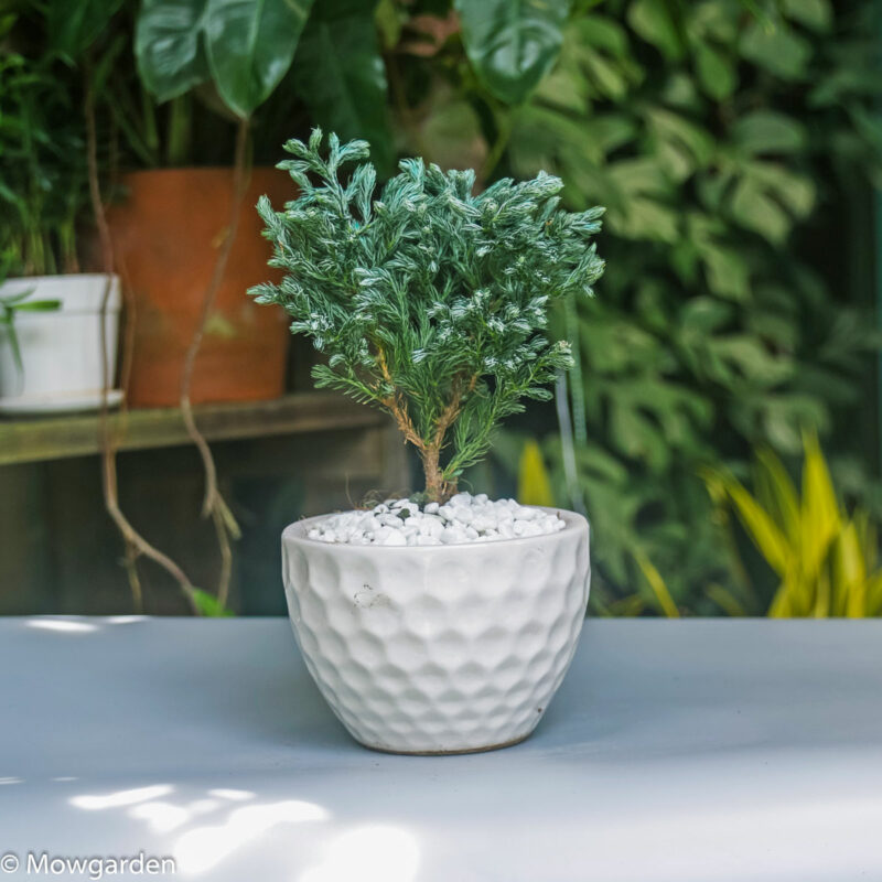 tuyettungdebanmowgarden1